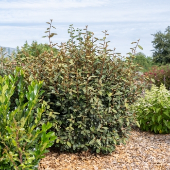 Elaeagnus - ebbingei - Taneo - Ladet